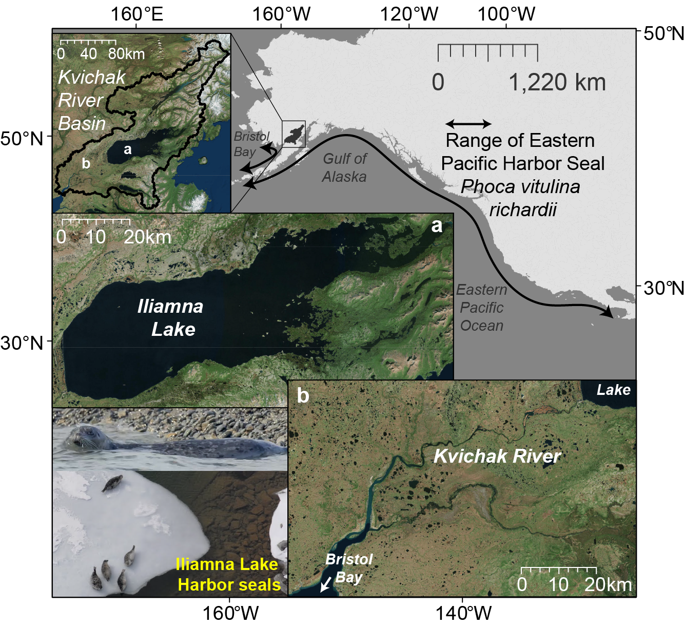 Figure1_sealMS.png