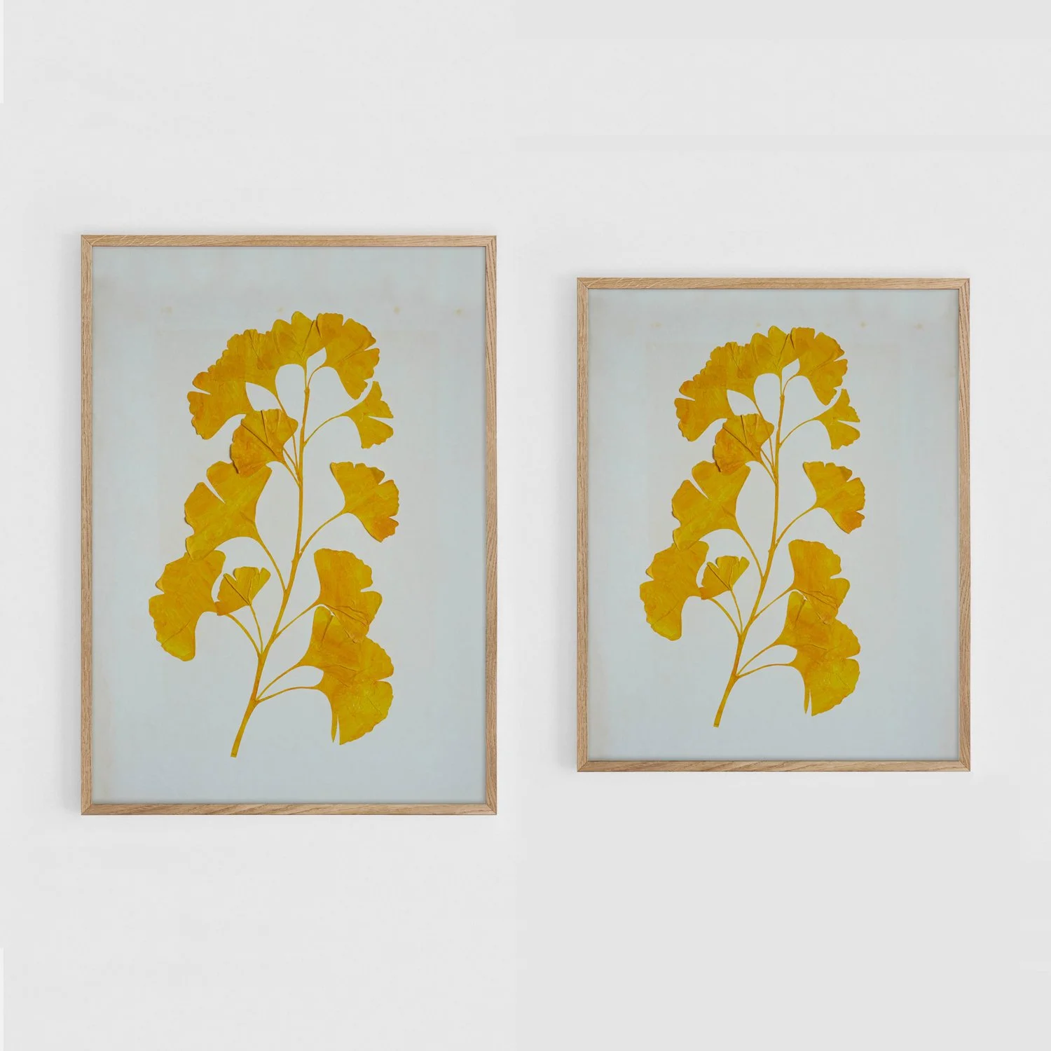 Ginkgo_A3+11x17_Frames.jpg