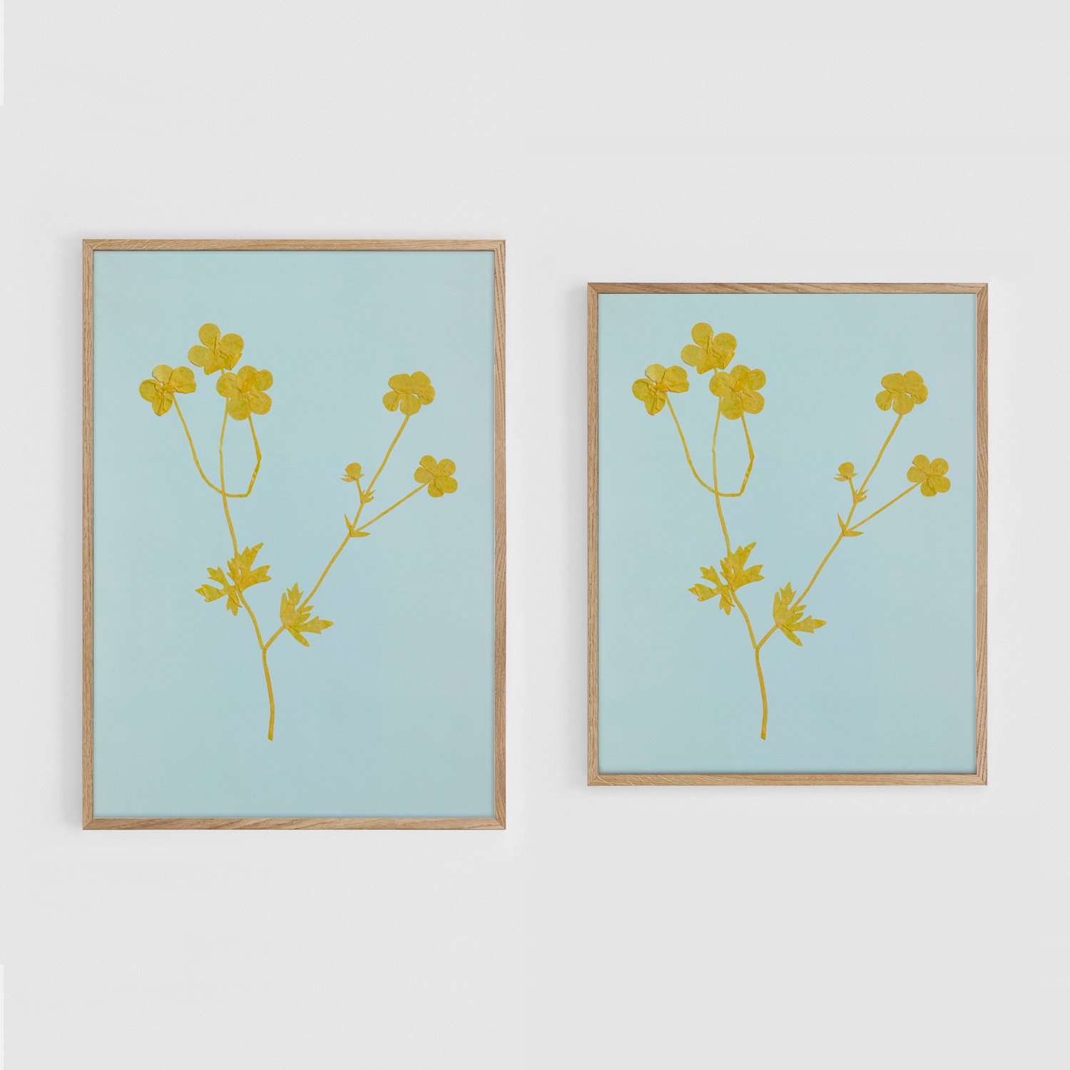 Buttercups_A3+11x17_Frames.jpg