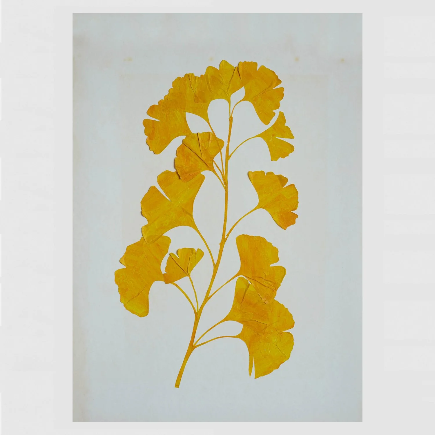 GINKGO
