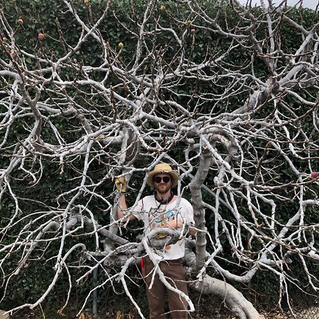 the architecture of my brain 🤯 so so close to finishing these songs... ps- this is an old fig tree that I got to climb in and tune up today 🐉