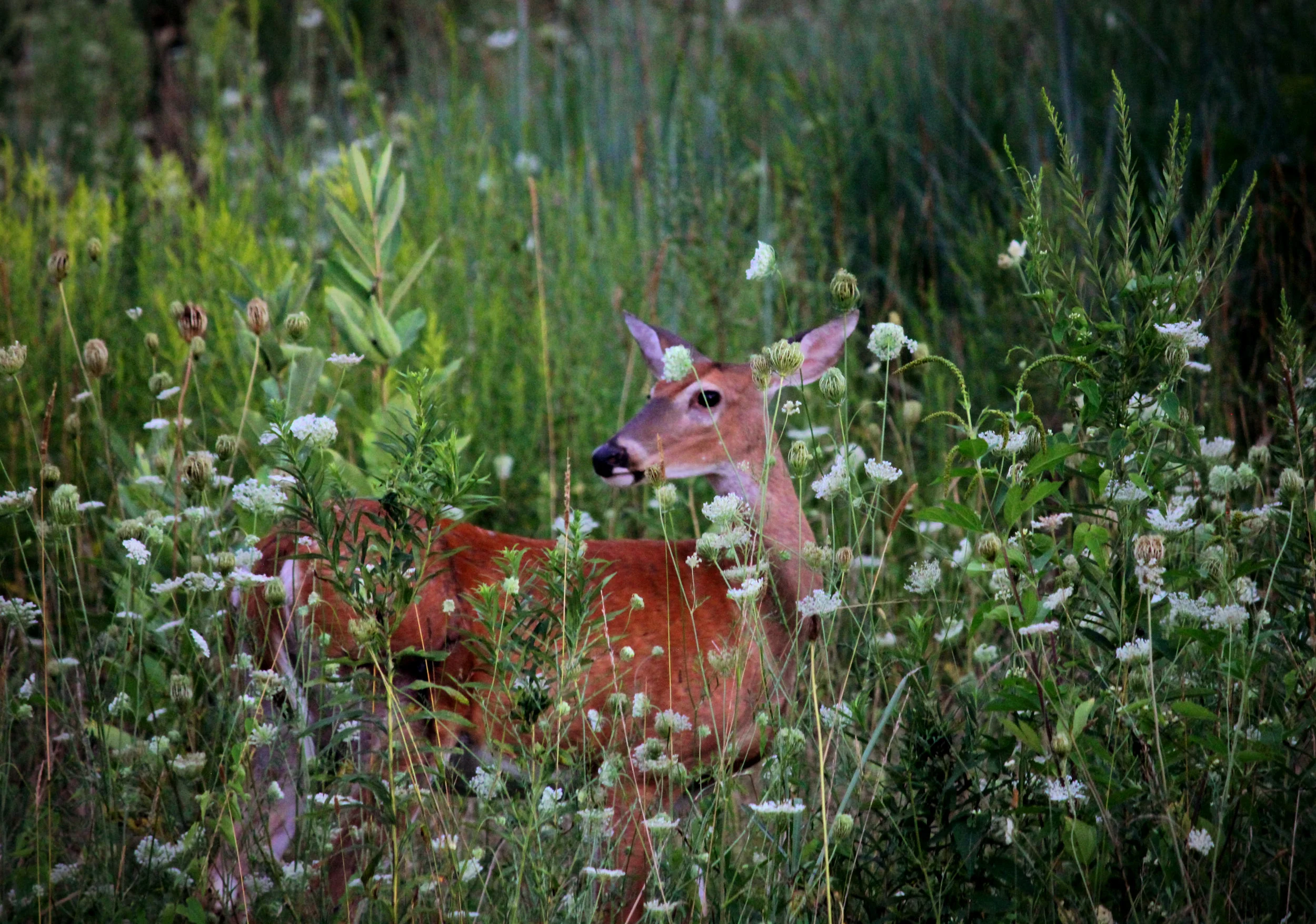 Le gibier sauvage et la gastronomie