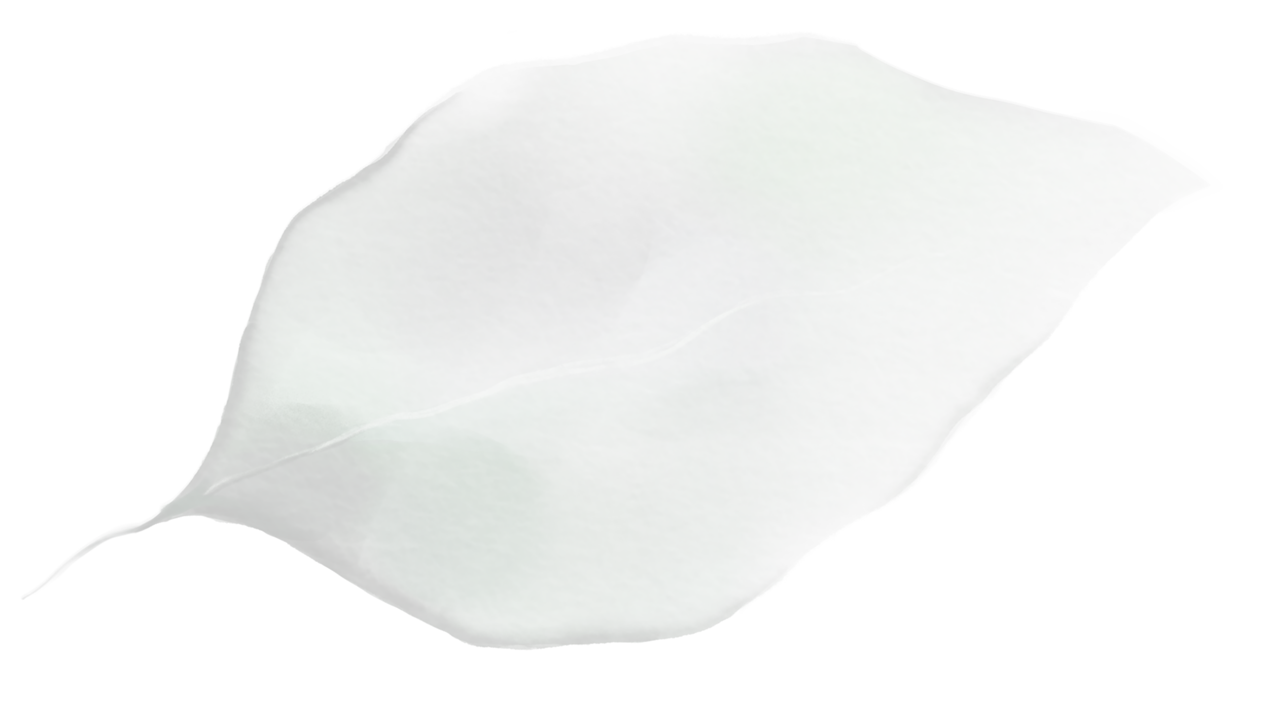 TRANSPARENT_LEAF_13.png