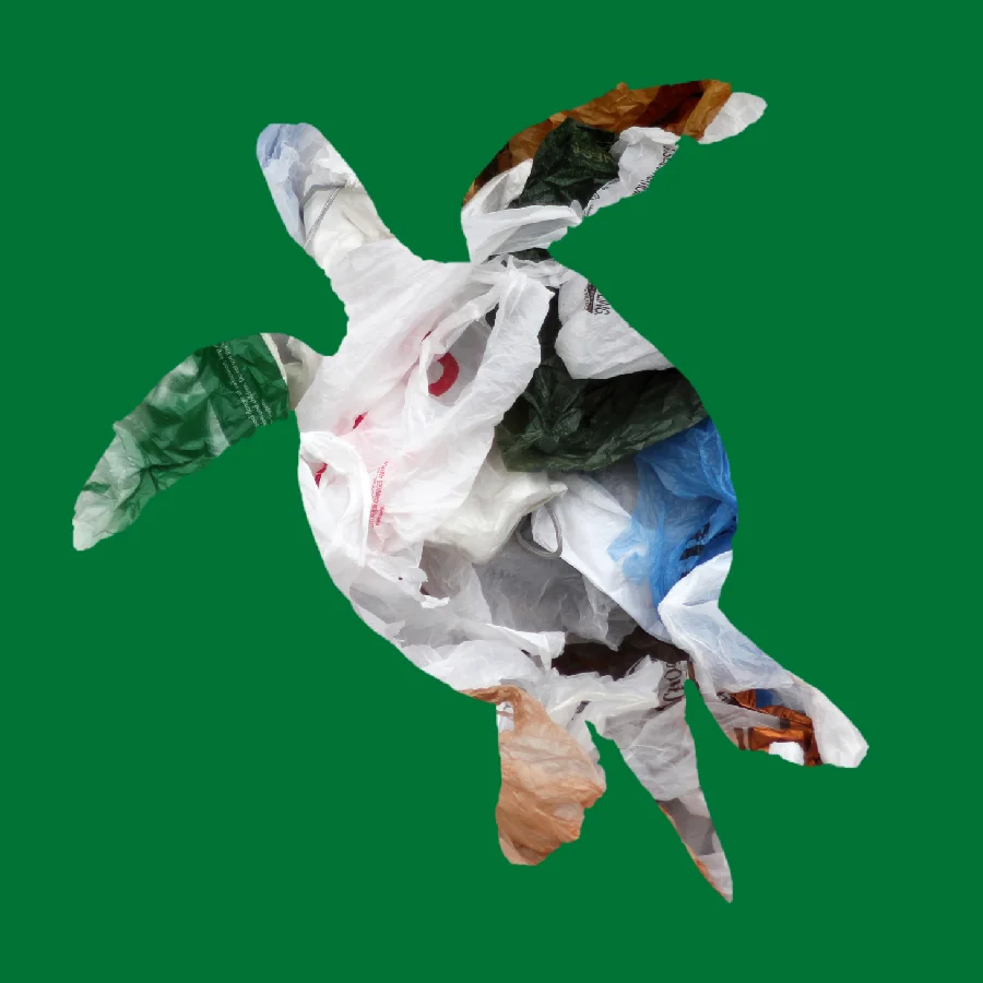 turtle square.jpg