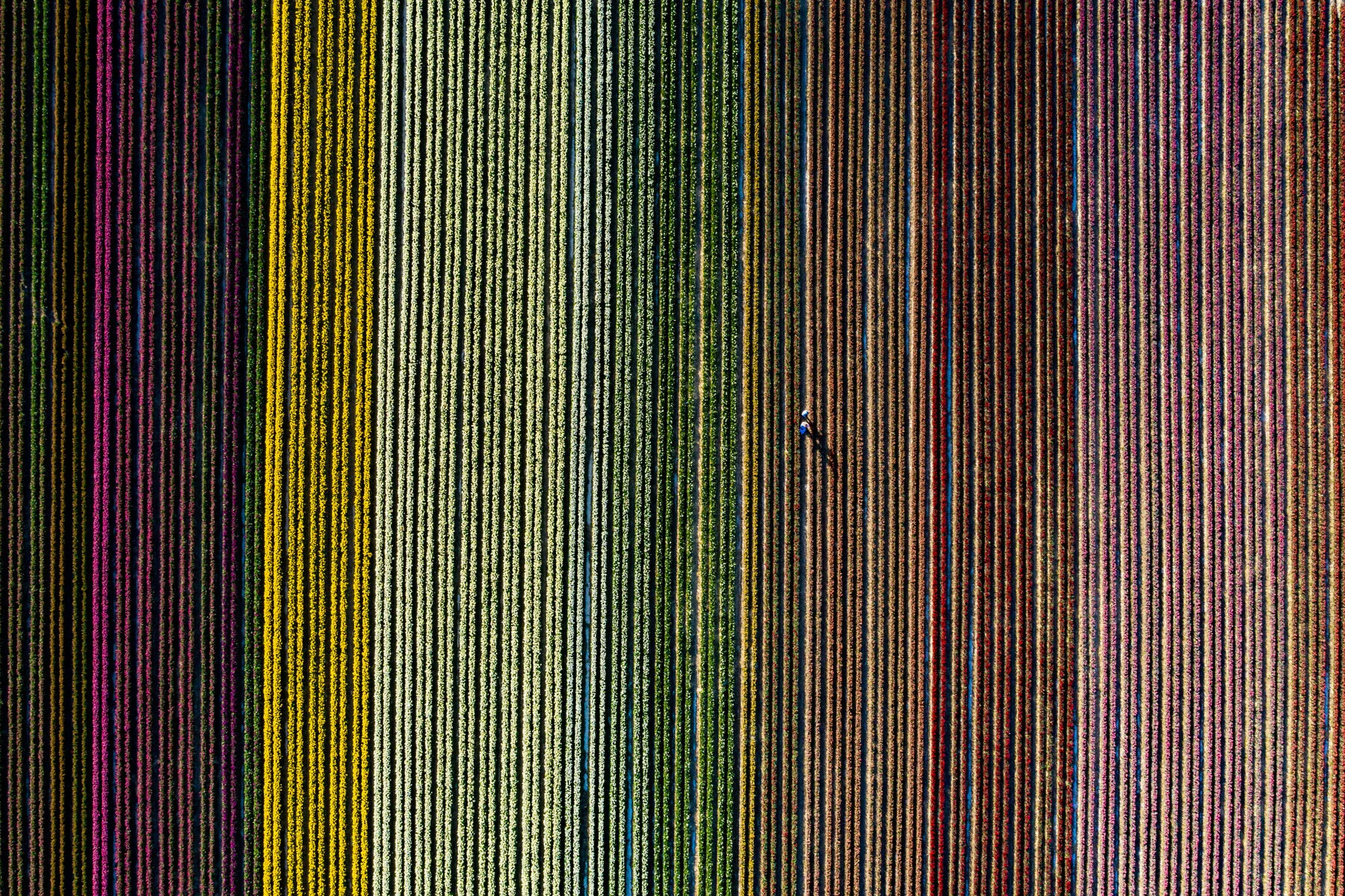 tulpen serie II