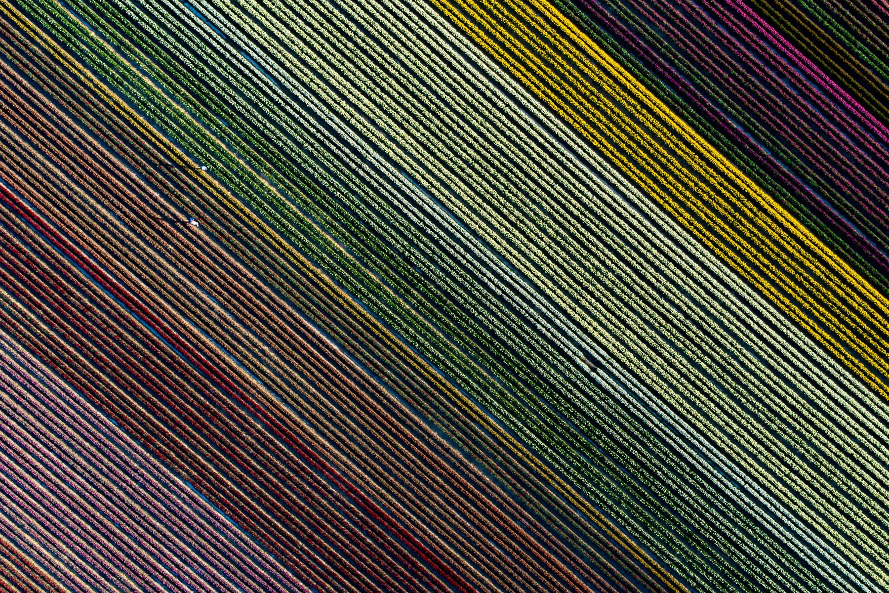 tulpen serie III