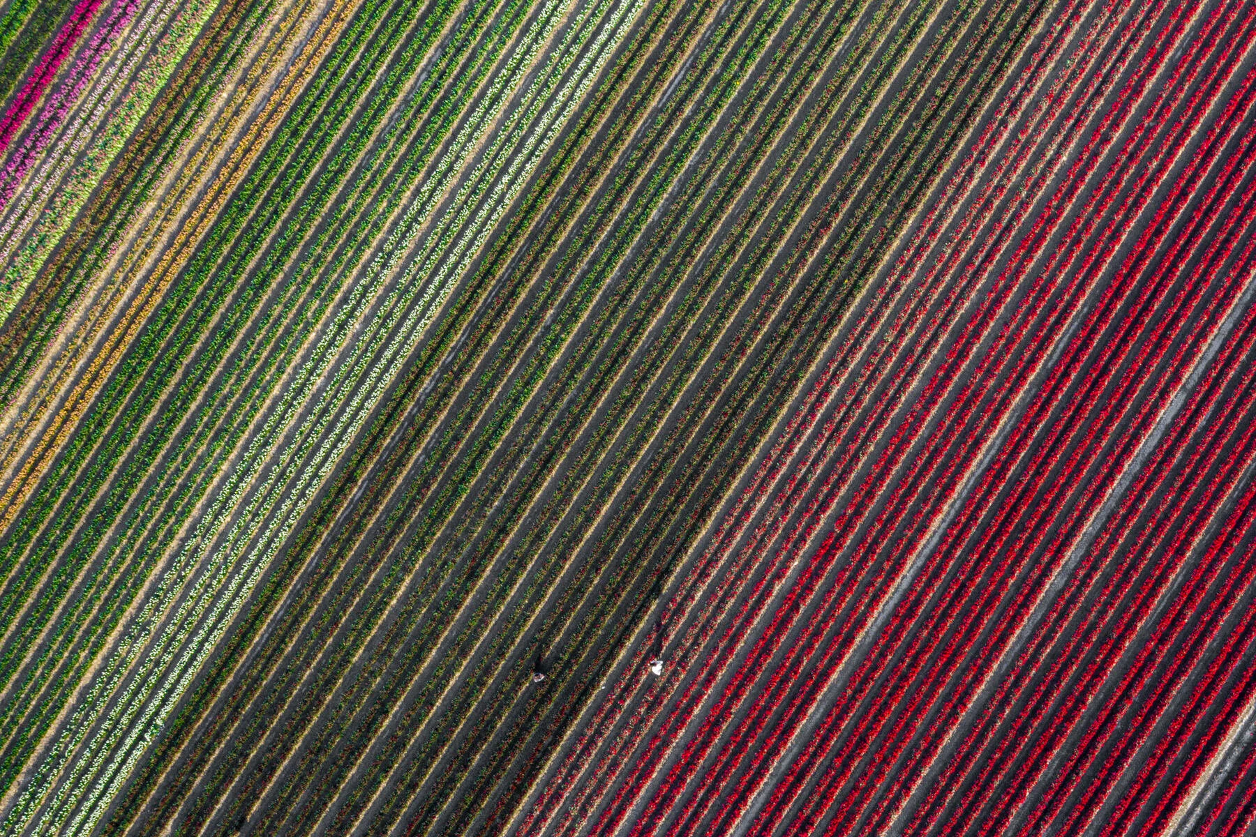 tulpen serie IV