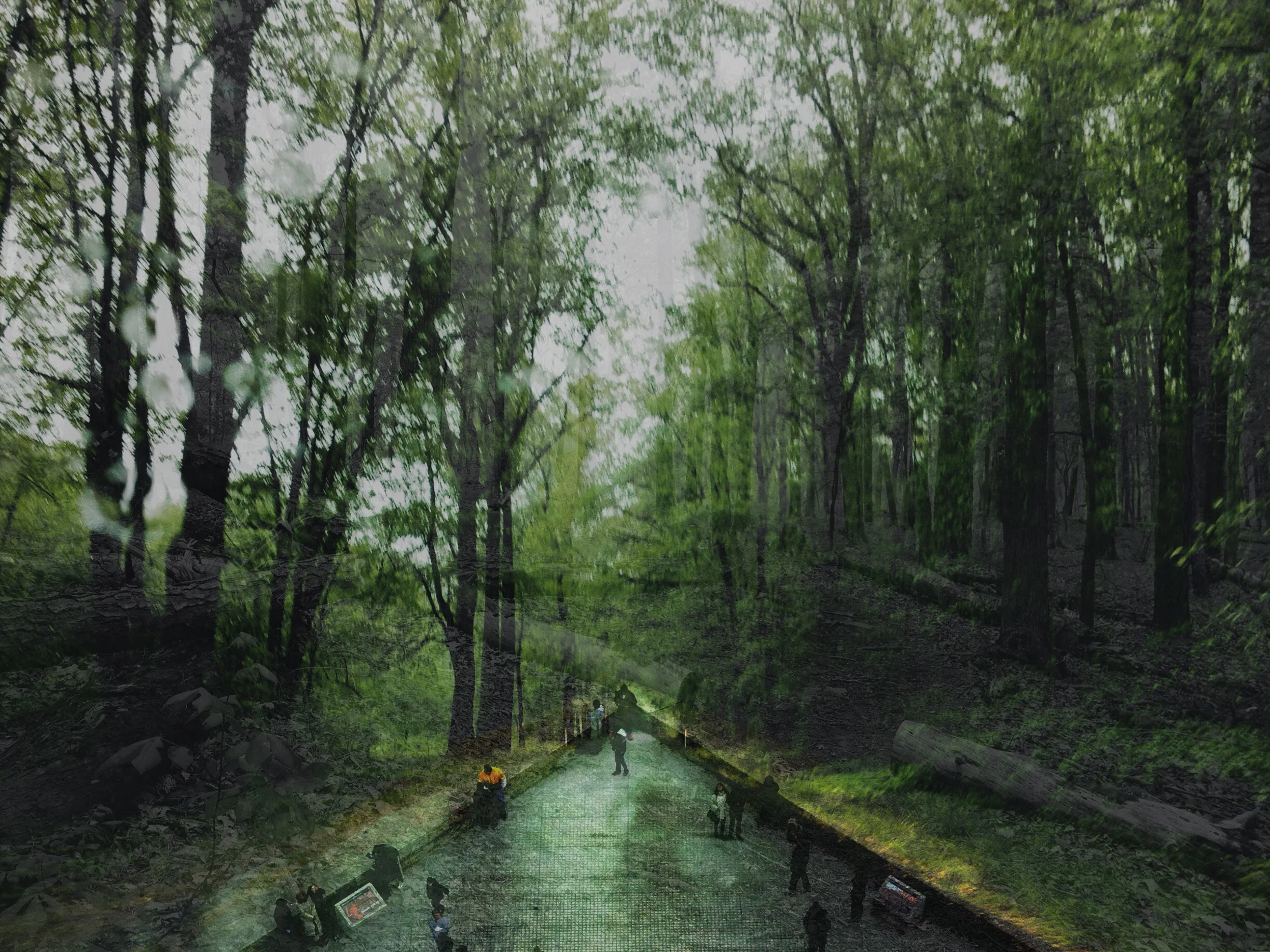 woods.jpg