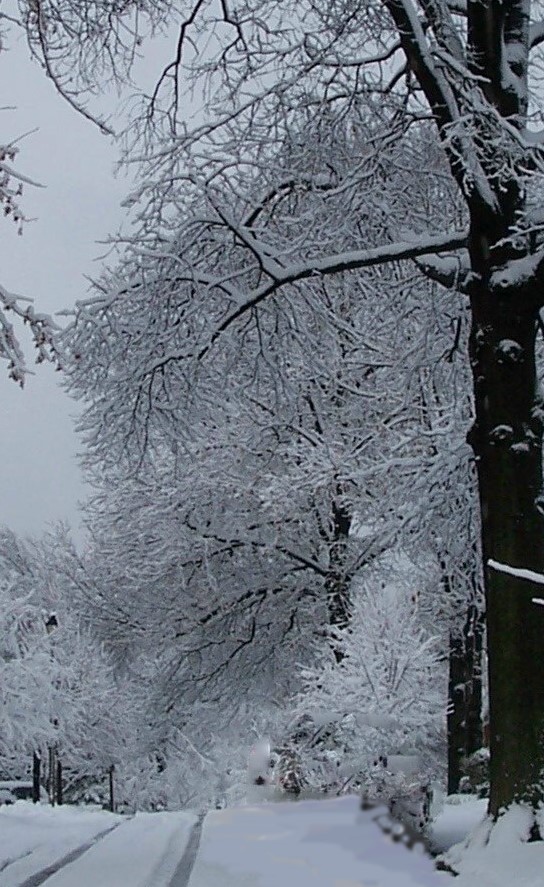 Snow Scene (2).jpg