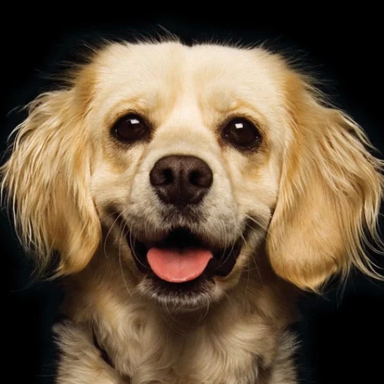 Pedigree Food for Dogs | Shelter Poster Copy