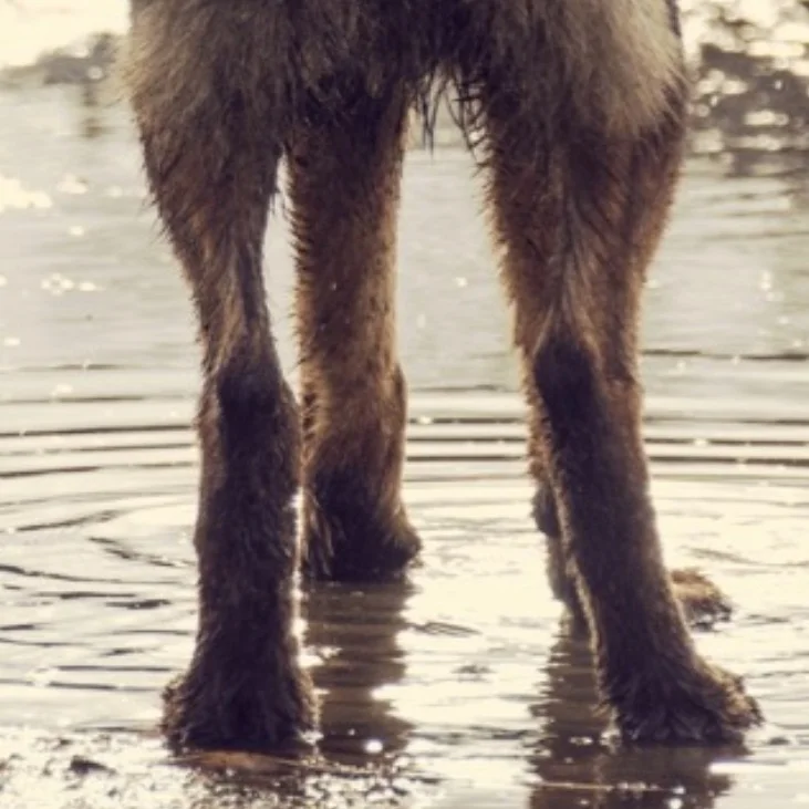 Smucker’s Brand | Noseprint Blog Editor