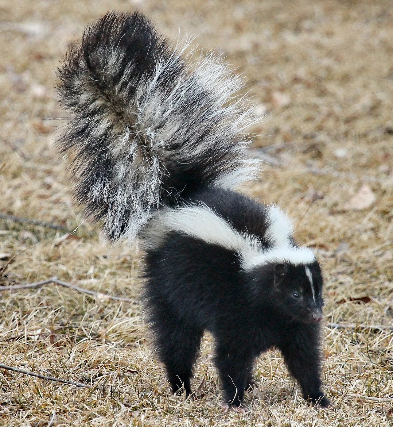 skunk - wikipedia.jpg