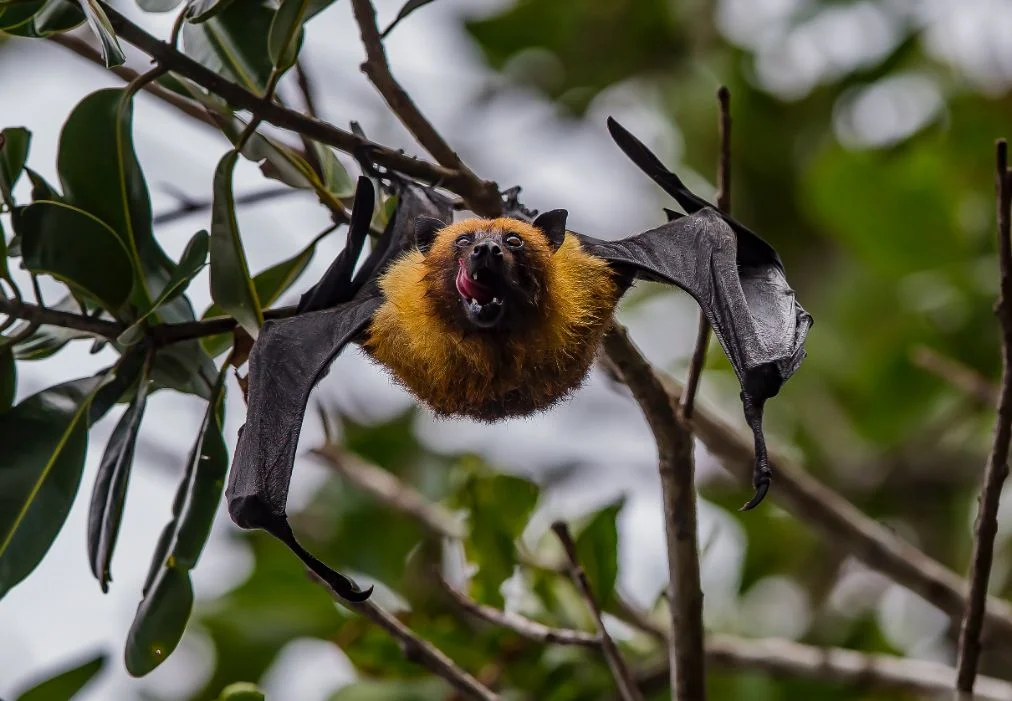 bat_thomas-lipke-1218395-unsplash.jpg