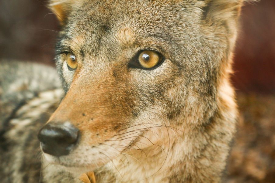 Natural Coyote.jpg