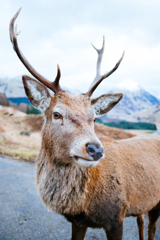 deer_scott-stephens-1349173-unsplash.jpg