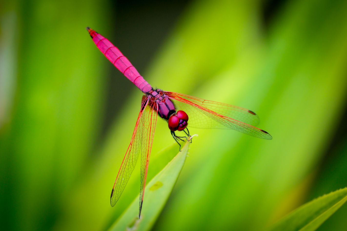 Dragonfly Totem