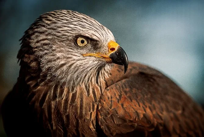 eagle opt 2_luca-huter-476880-unsplash.jpg