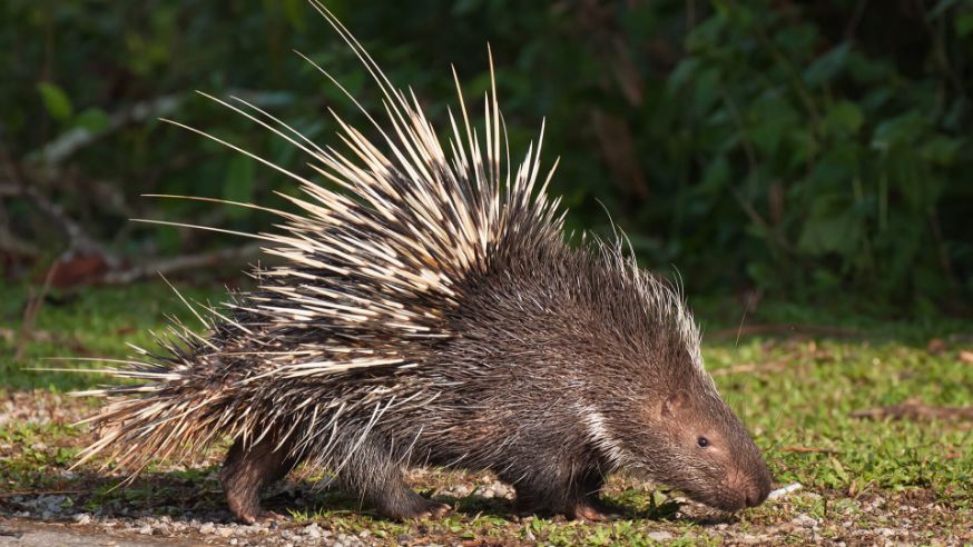 porcupine - san diego zoo.jpg