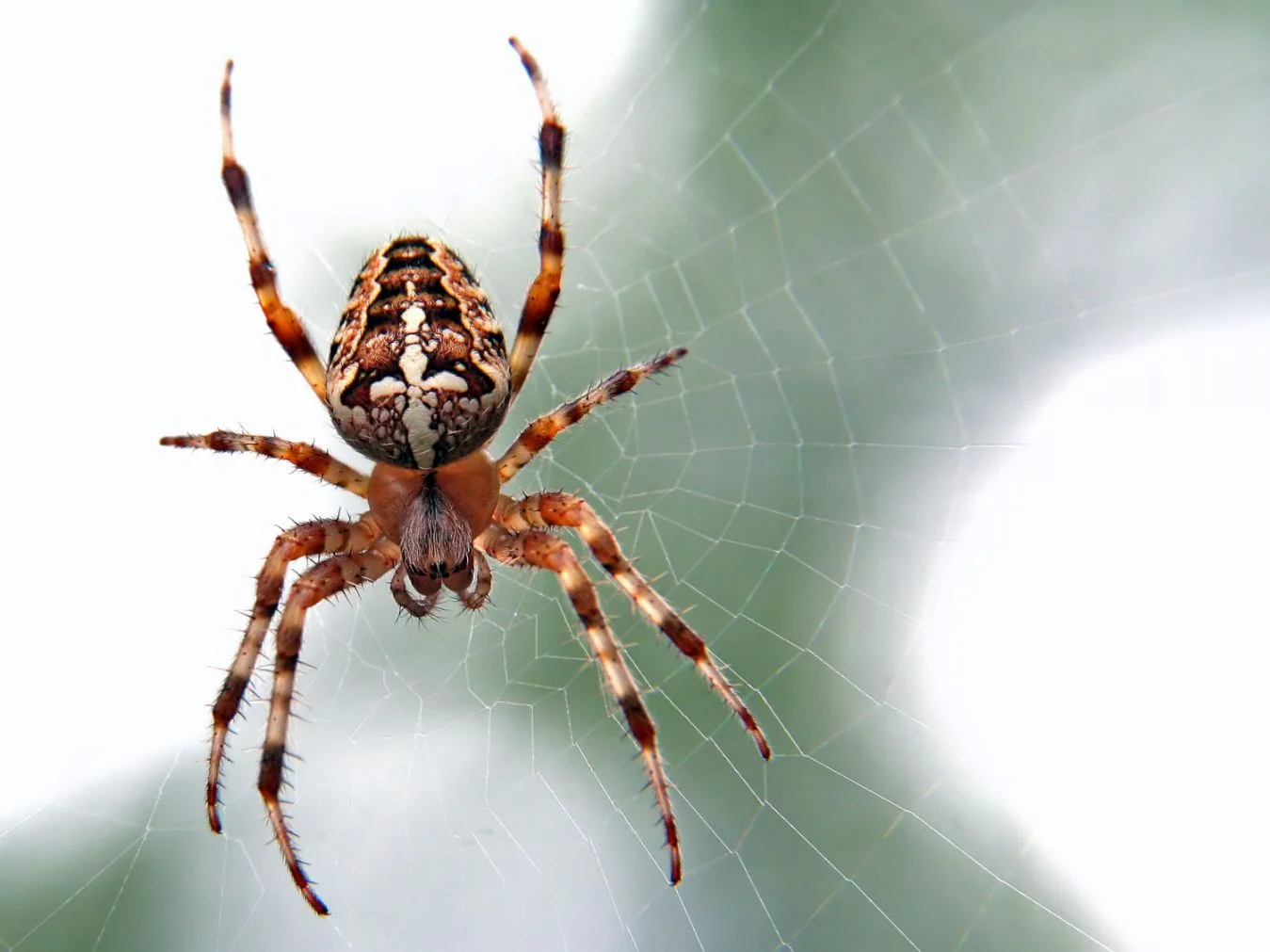 spider opt 3 - ed-van-duijn-1221945-unsplash.jpg