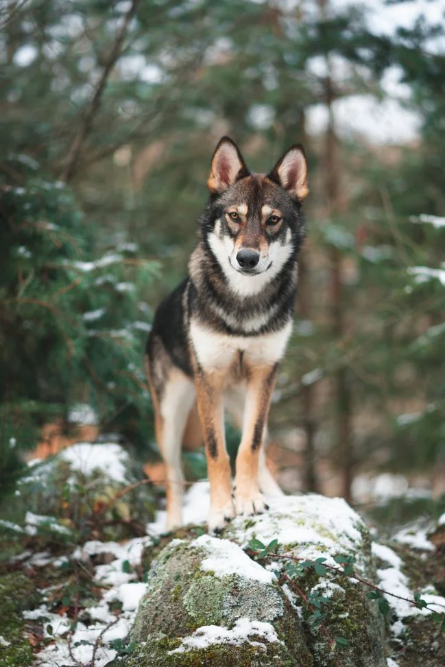 wolf - tahoe-beetschen-1368691-unsplash.jpg