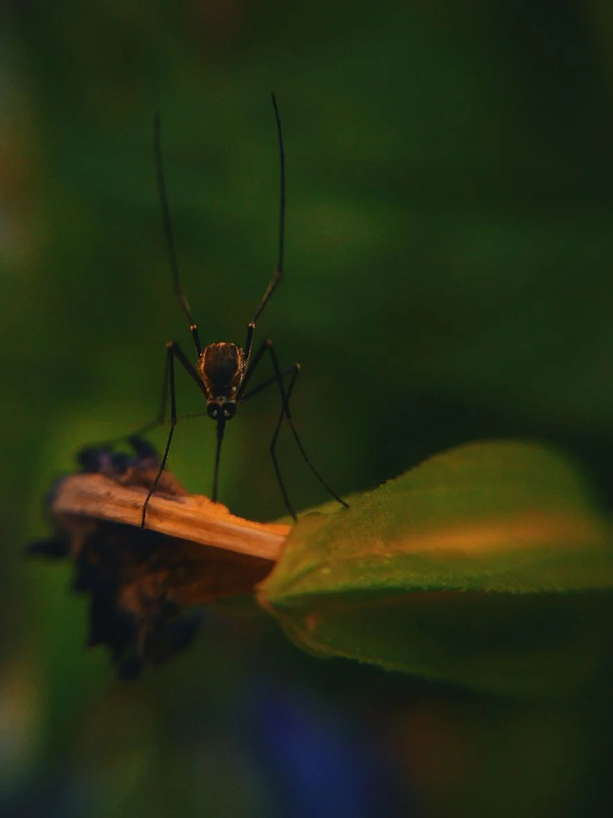bug off jazeel-jaz-DXwhPr2qvLo-unsplash (1).jpg