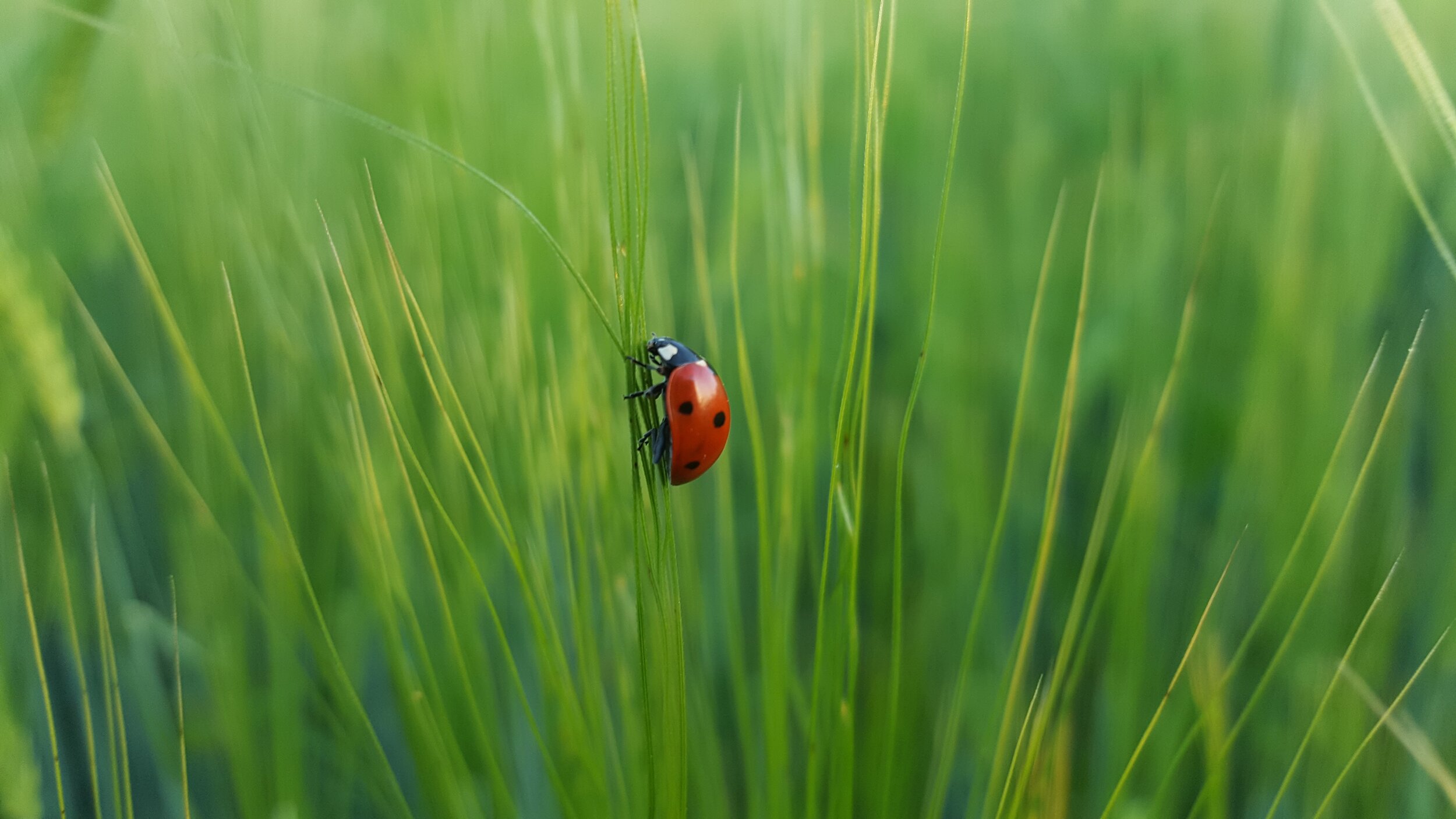 Ladybug Totem — Circle of Healing Ladybug Totem — Circle of Healing