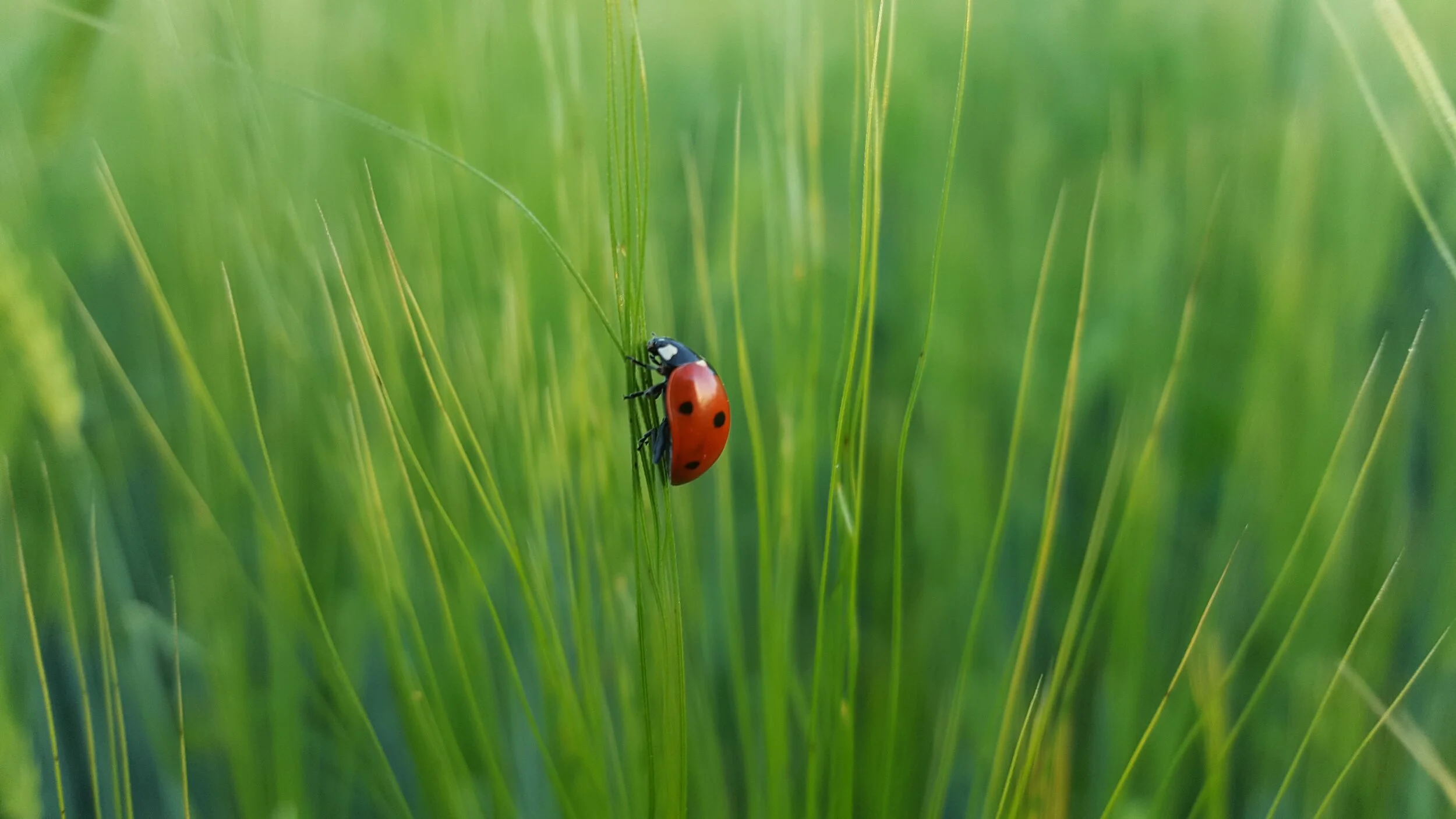 Ladybug Totem