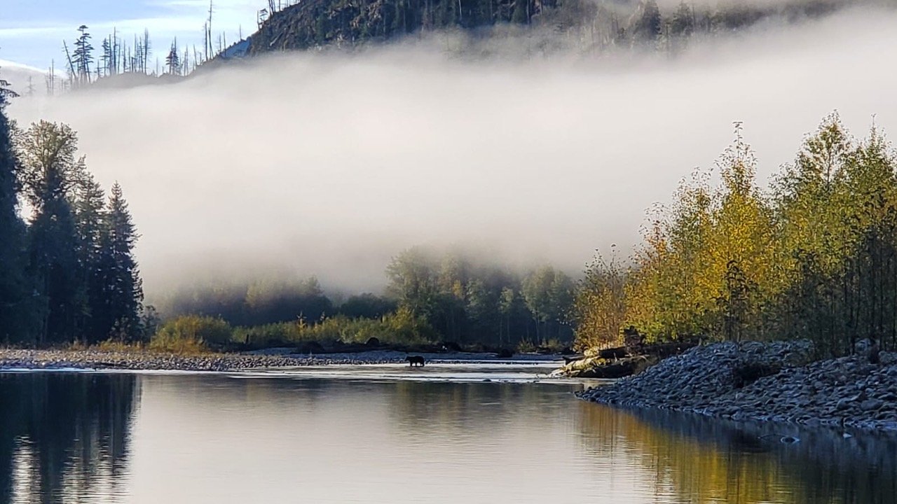 Black Bear at the Pitt River Lodge.jpg