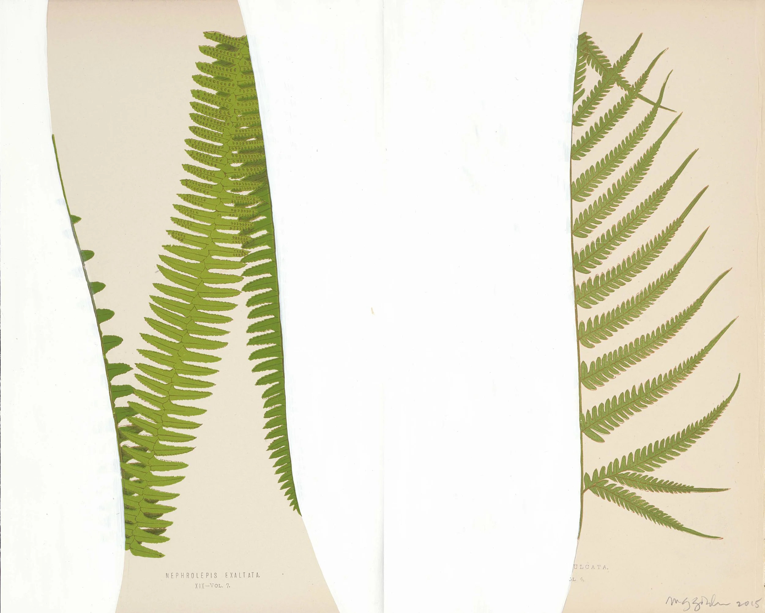 Untitled Fern III, 2015