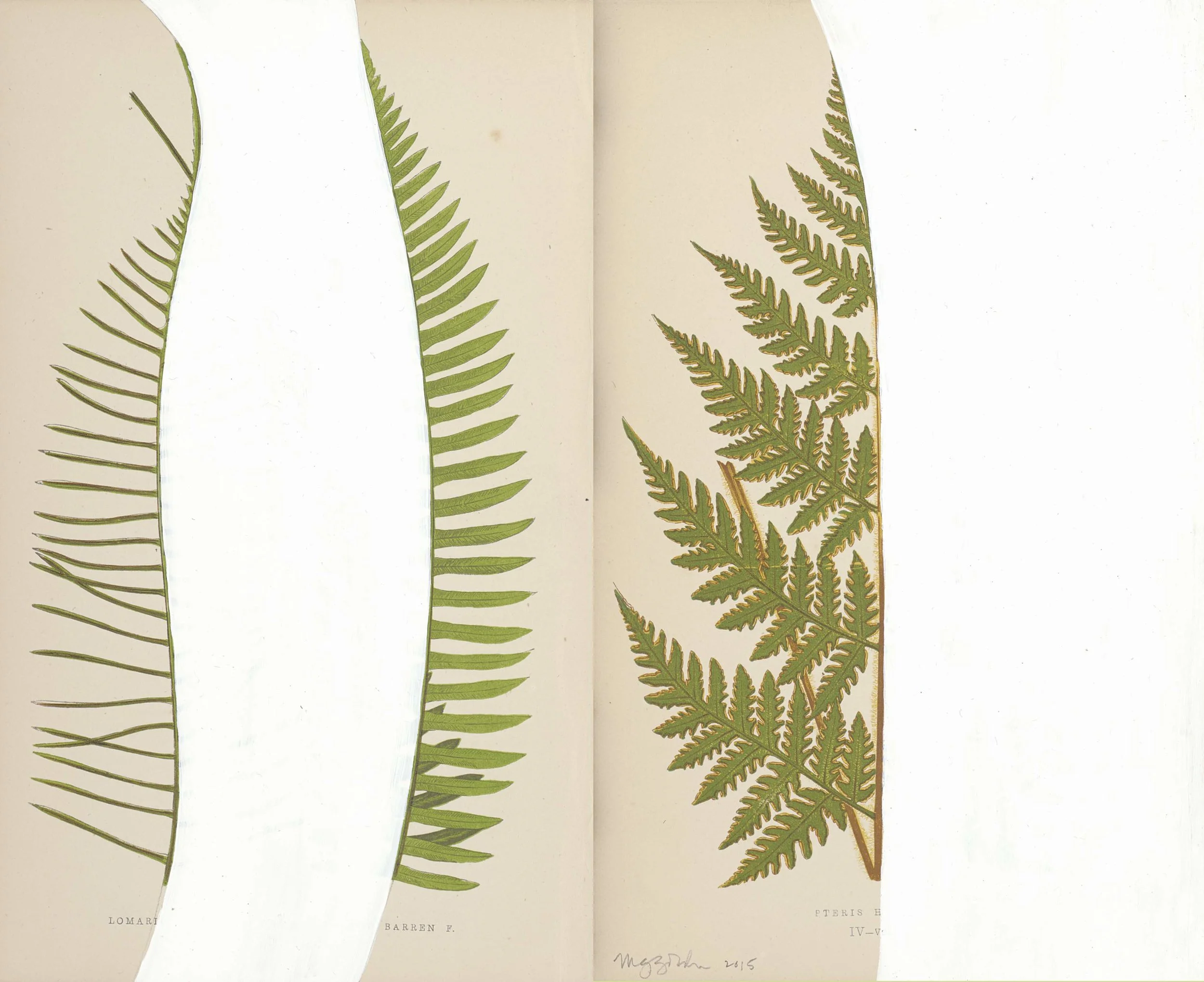 Untitled Fern I, 2015