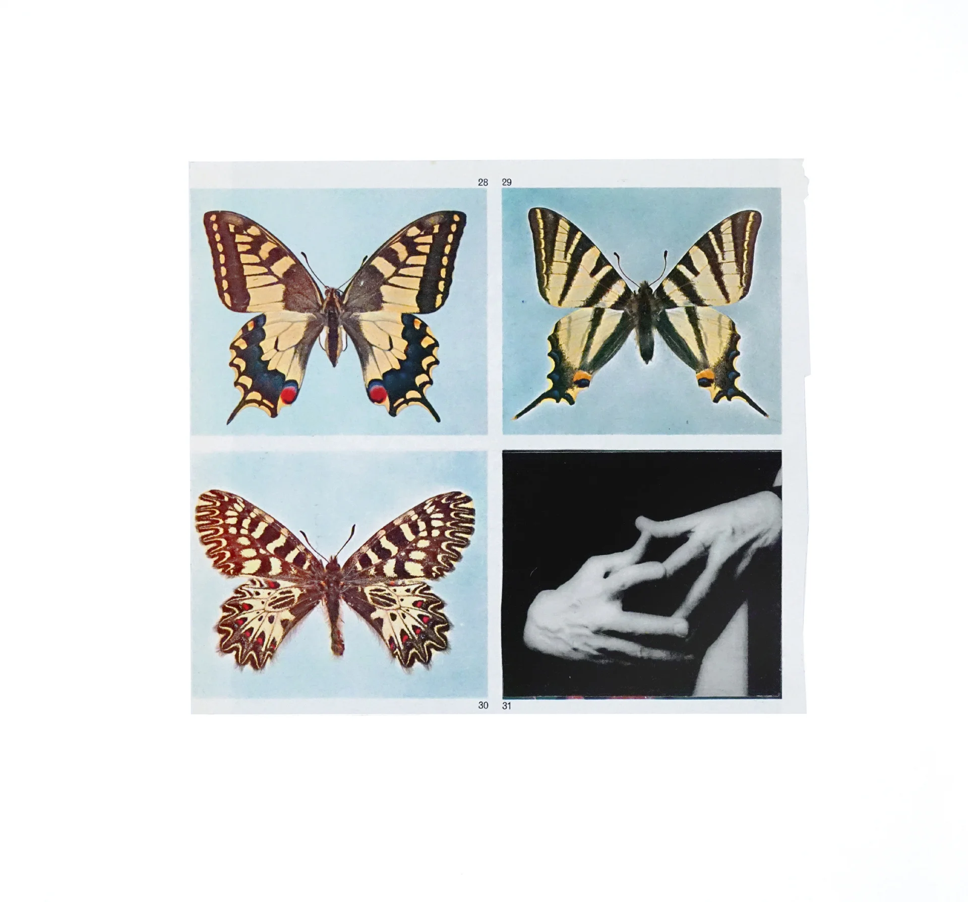Butterfly Effect - 8, 2017 (Copy) (Copy) (Copy)