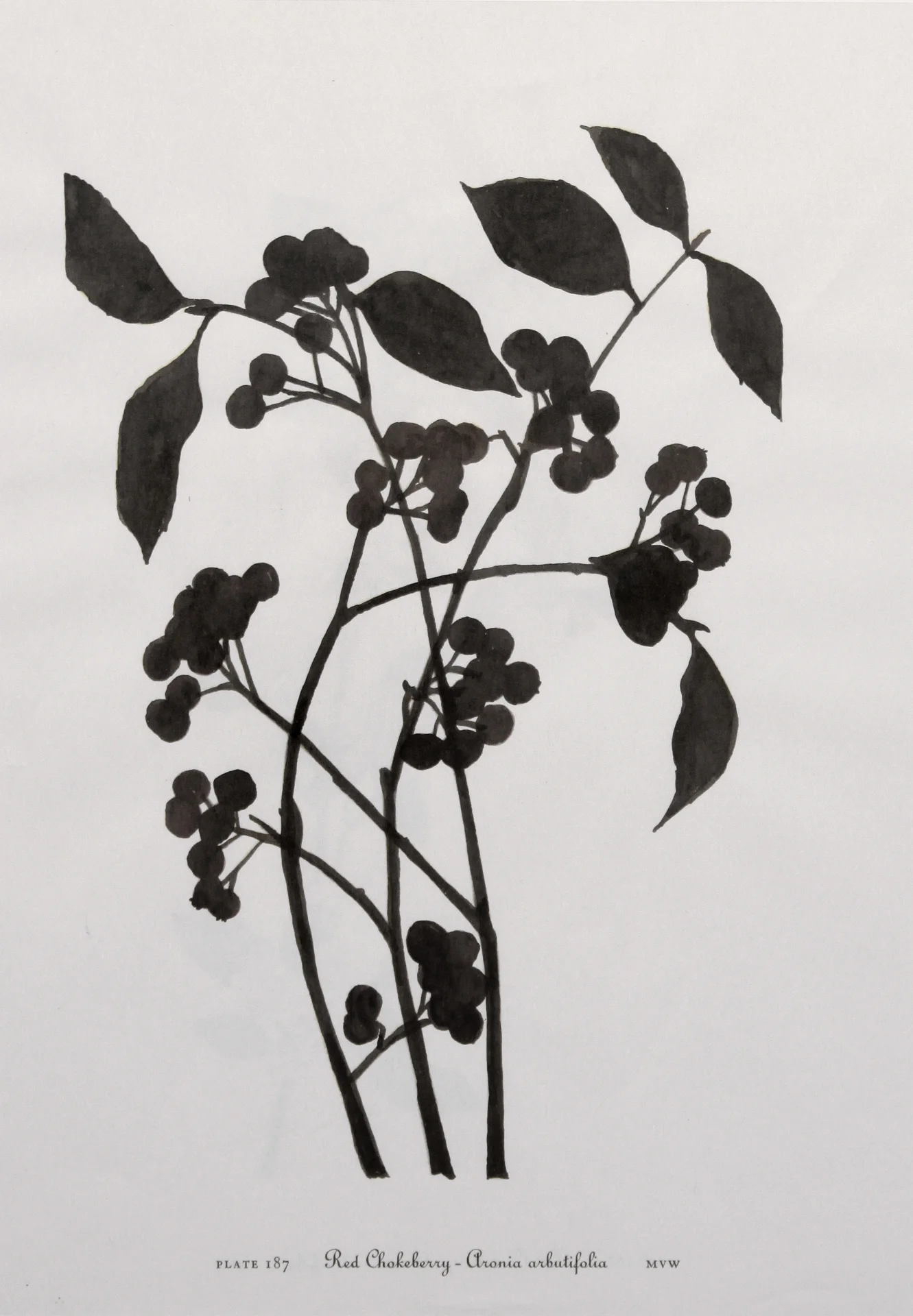 Carbon (detail) (Copy) (Copy) (Copy)