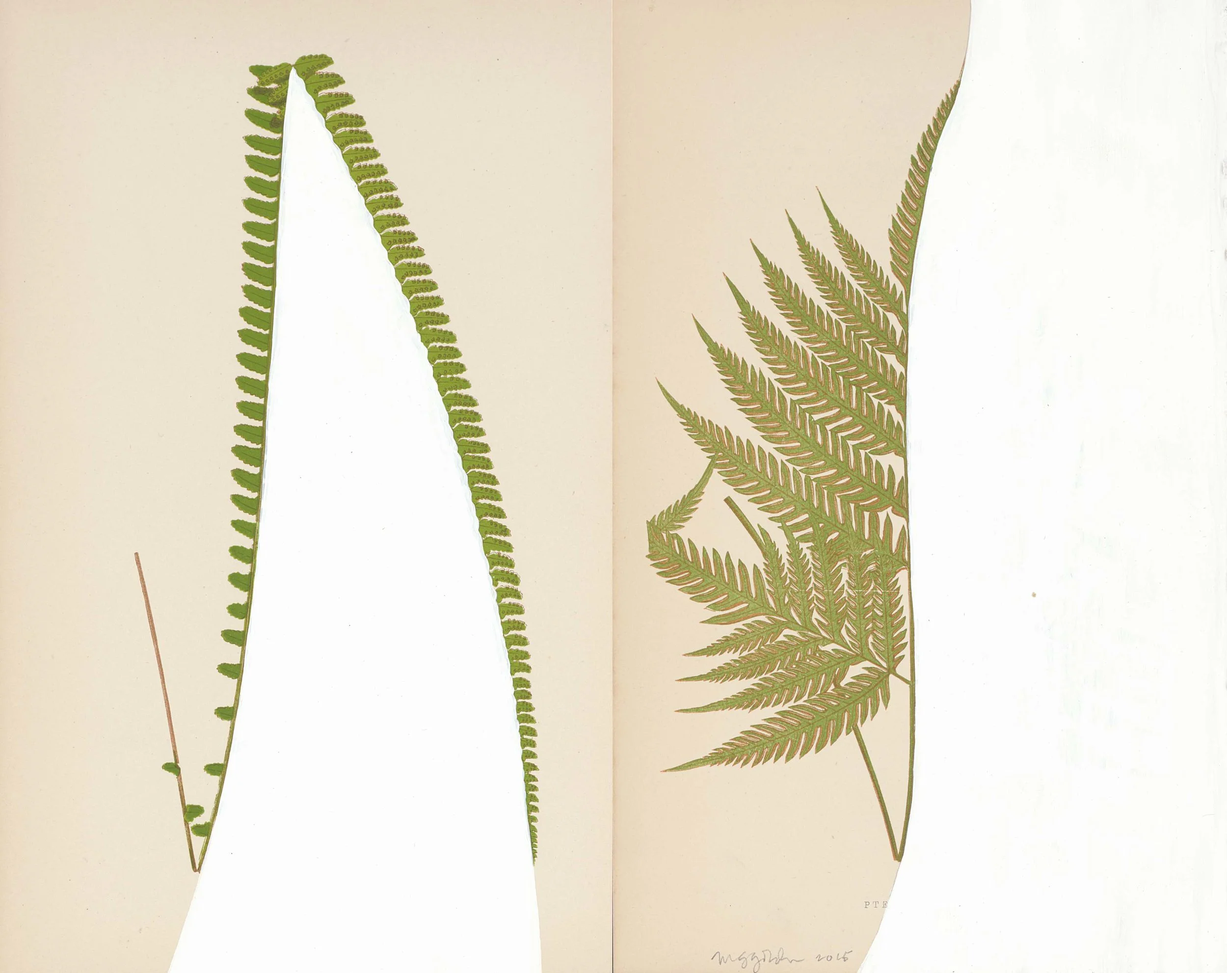 Untitled Fern II, 2015 (Copy) (Copy) (Copy)