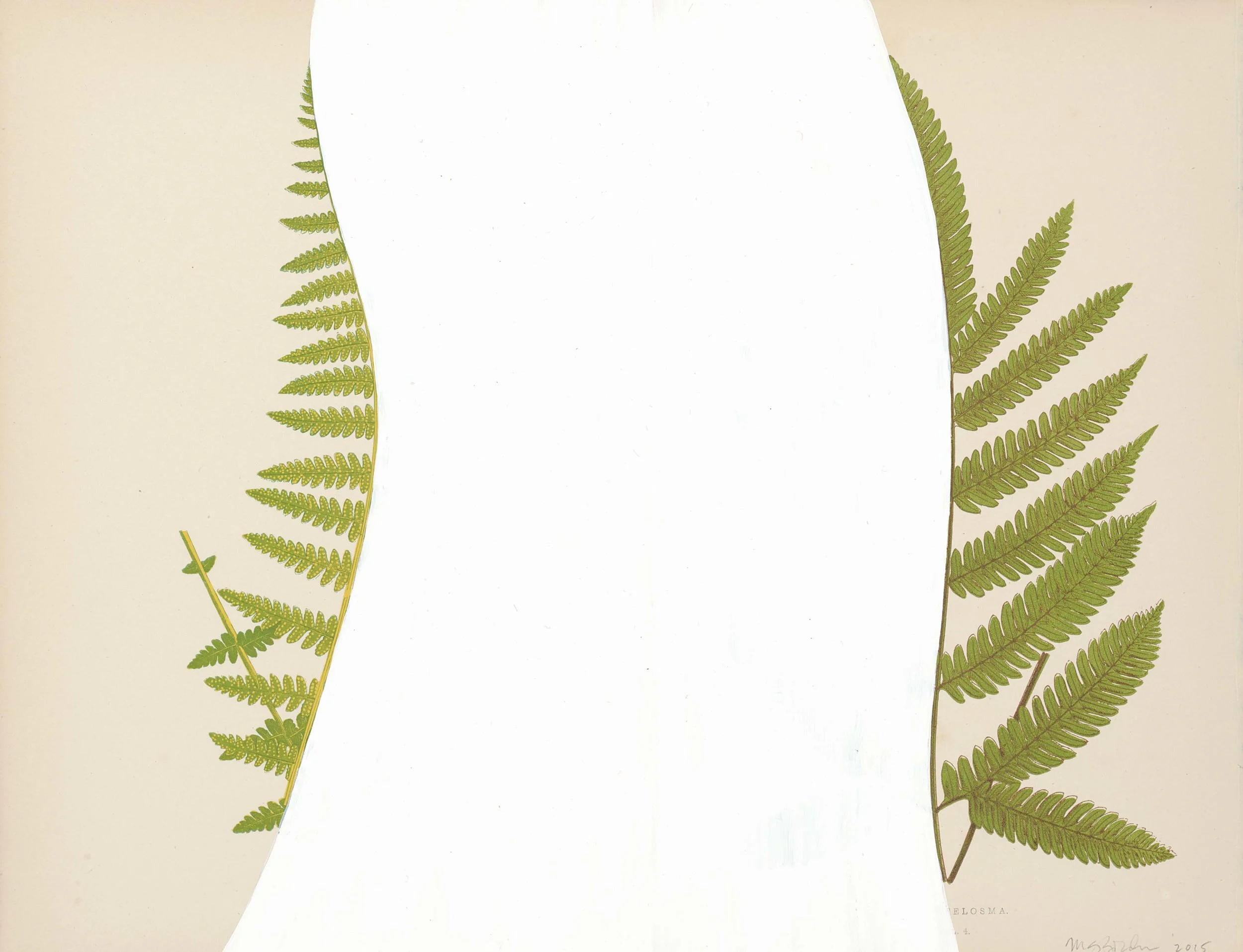 Untitled Fern IV, 2015 (Copy) (Copy) (Copy)
