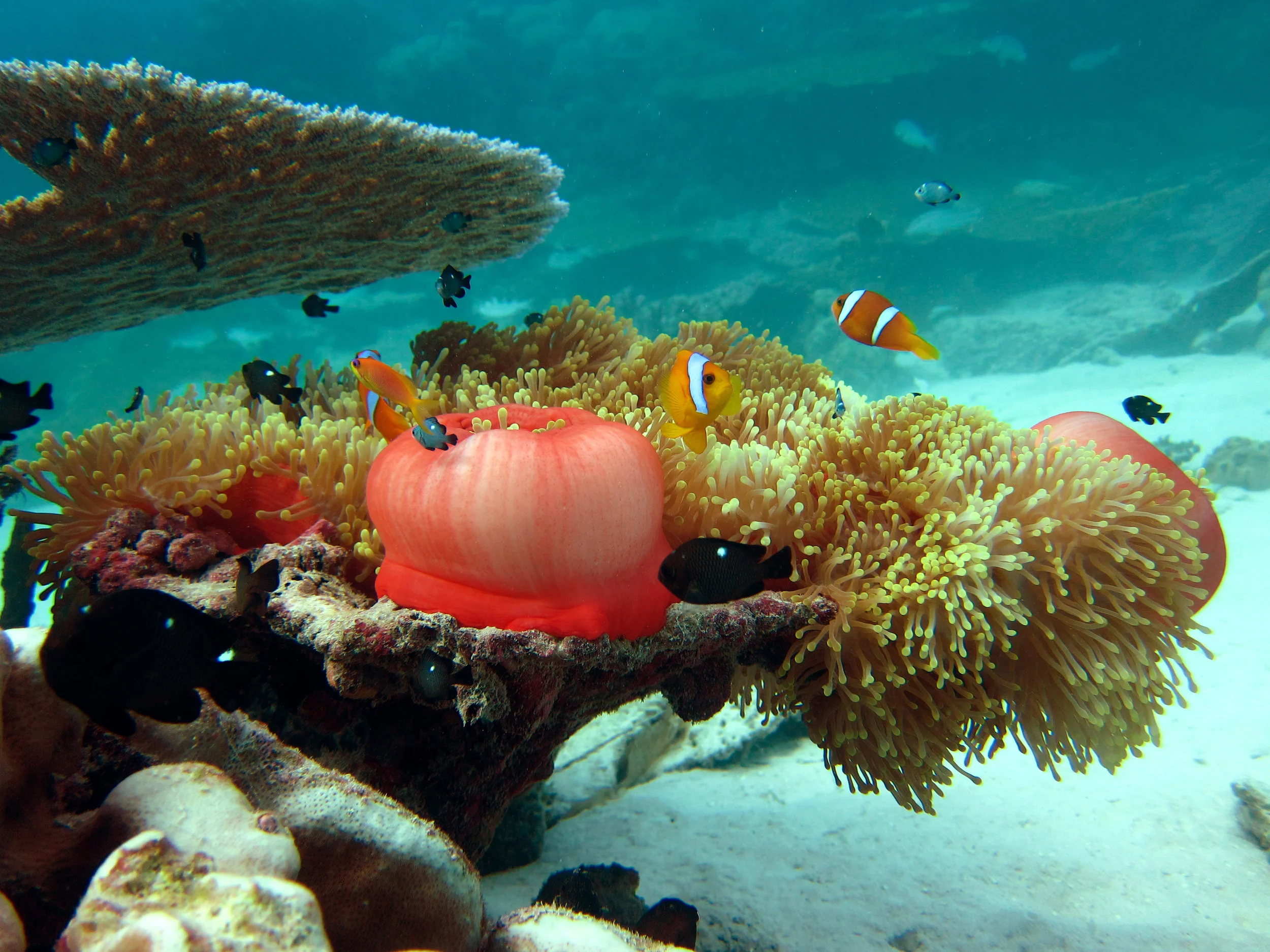 Anne Sheppard - Chagos - Peros Banhos Lagoon Grand Coquillage clown fish 100dpi.jpg