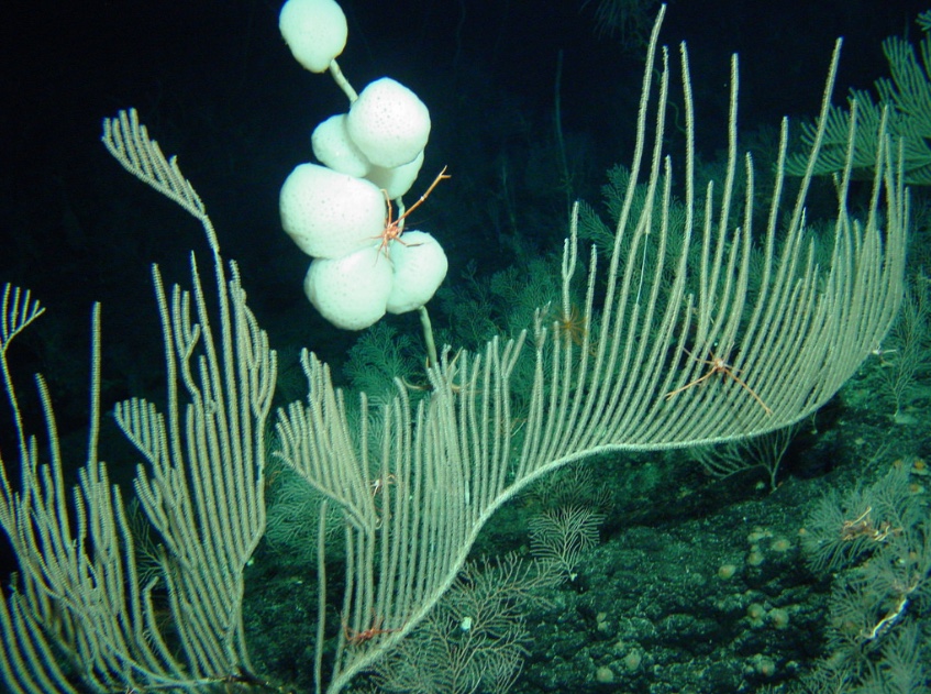 deep-corals-pmnm.jpeg