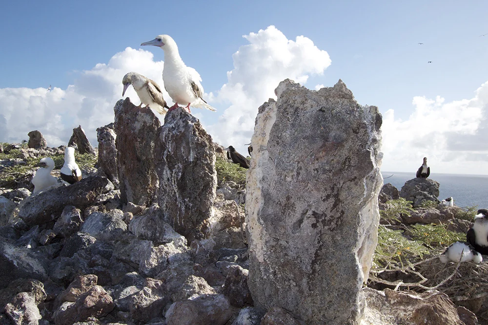 5_Boobies perch atop ceremonial shrines in the Monument. Credit - Kaleomanuiwa Wong-W.jpg