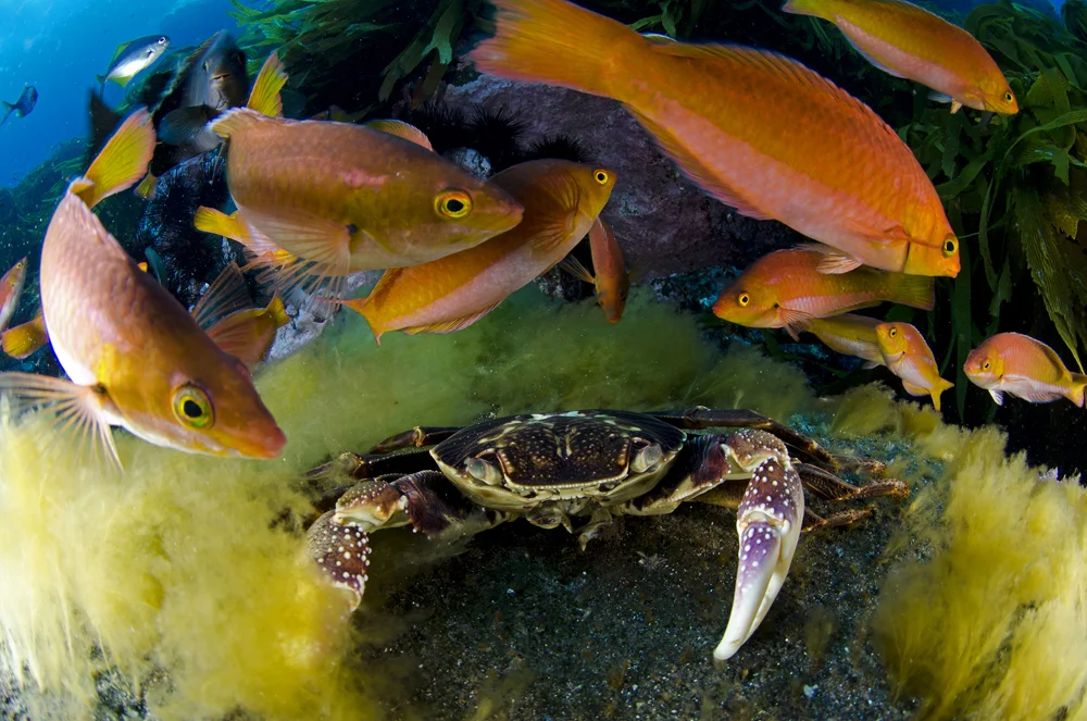 12_Nazca_fish_kelp_Enric_Sala_Nat_Geo_UW2247.jpg