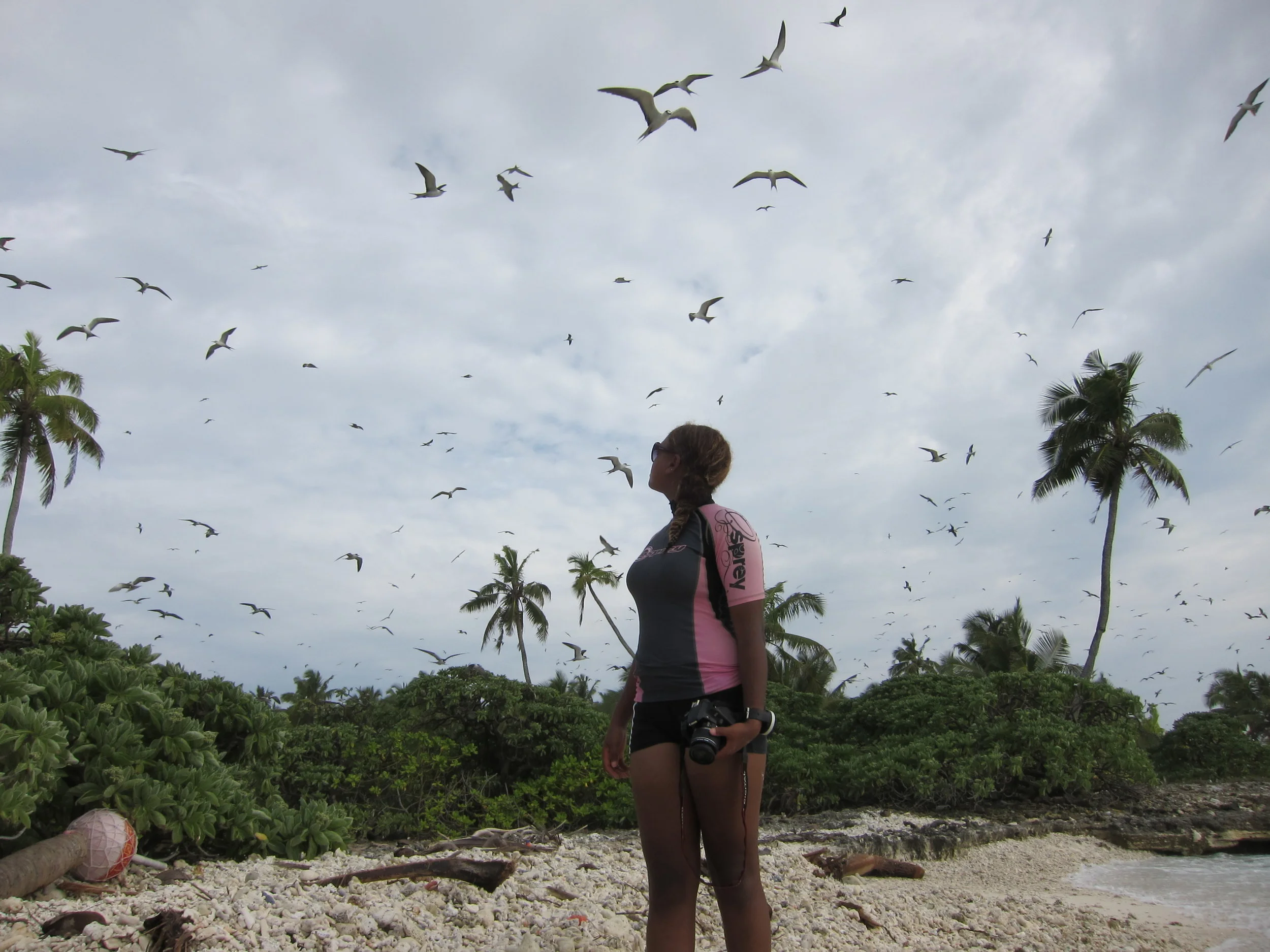 35 breeding seabirds and CCT scholar BIOT.JPG