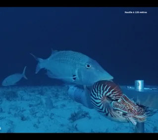 Seamounts in New Caledonia