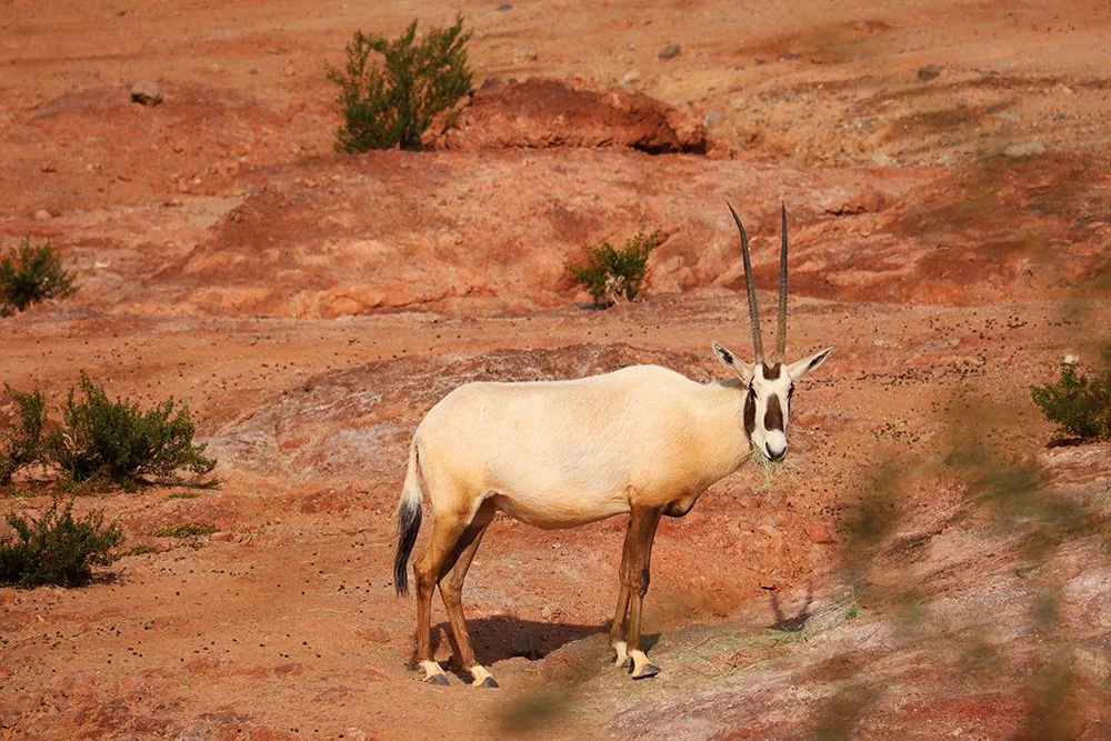 Oryx.jpg