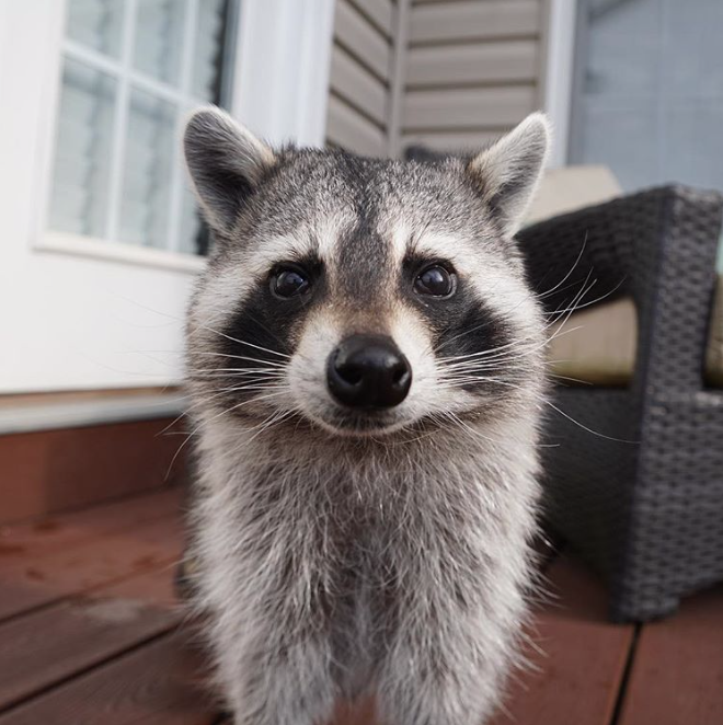 Tito the Raccoon