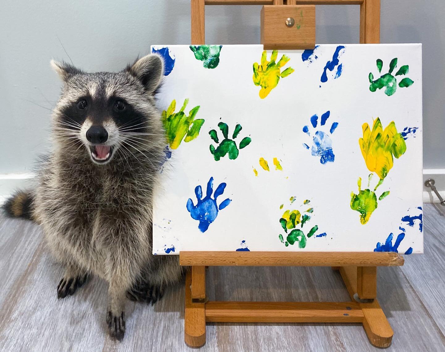 Piper has new paintings in stock! Order now to beat the holiday rush! (we will have limited supply) Link to shop is in our bio 🦝🎨
&bull;
&bull;
&bull;
&bull;
&bull;
#raccoon #raccoons #weeklyfluff #raccoonlife #9gag #raccooncafe #raccoonsofinstagra
