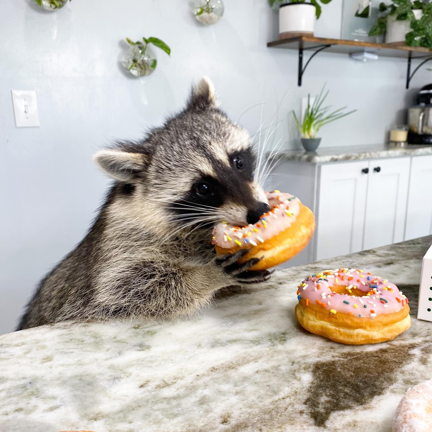 Donut tell me how many I&rsquo;m allowed to eat! I&rsquo;m working on my winter bod 🦝🍩❄️ 
&bull;
&bull;
&bull;
&bull;
&bull;
#raccoon #raccoons #weeklyfluff #raccoonlife #9gag #raccooncafe #raccoonsofinstagram #raccoonbaby #babyraccoon #rocketracco