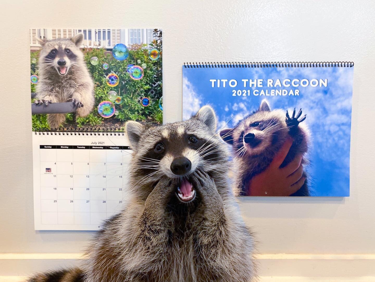 Our first ever calendar is here!! 📆🦝💕 The Tito the Raccoon 2021 Calendar is ready to order from the link in our bio! It has some of your most loved photos from our Insta but also several never before seen pictures. So here is to 2021 and leaving 2