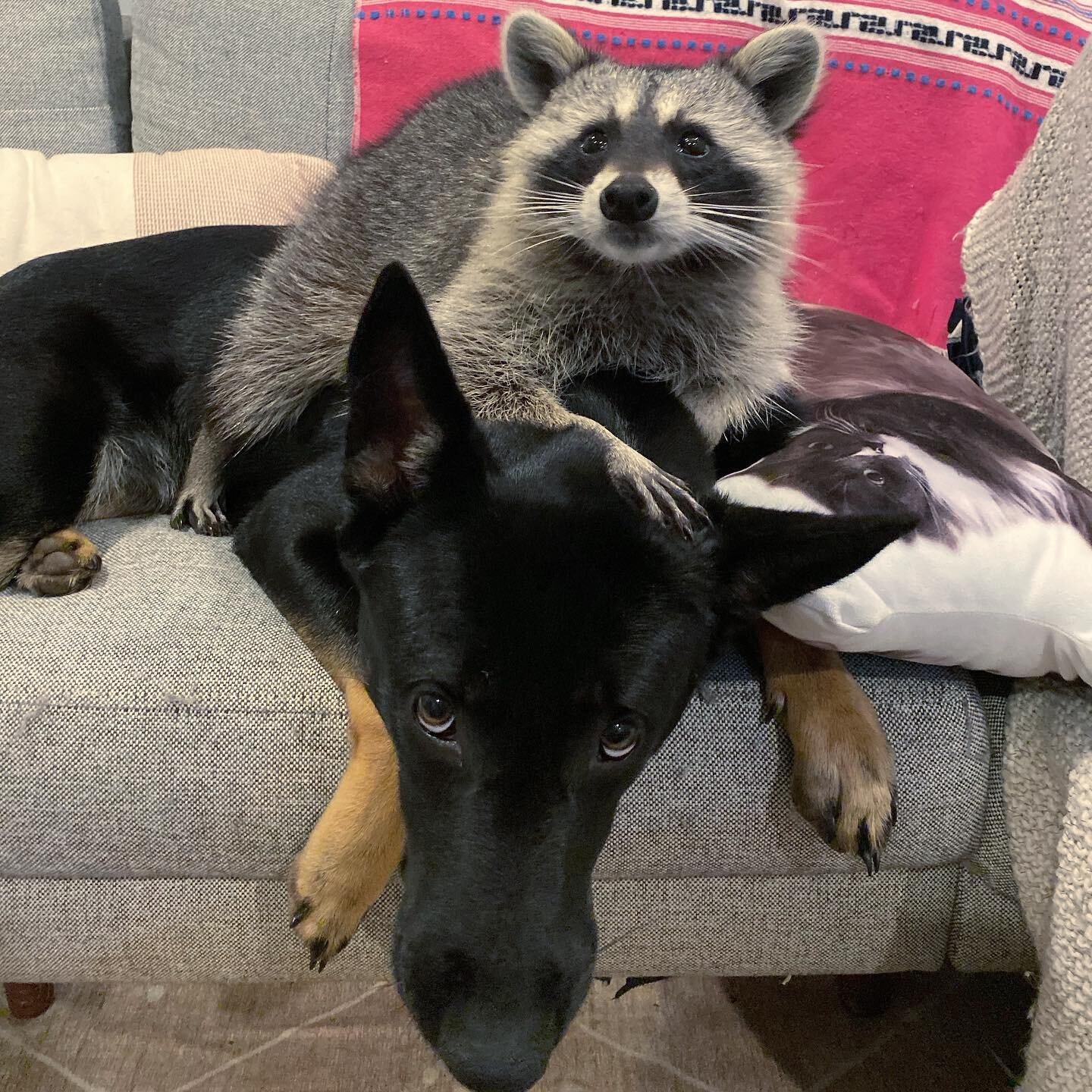 Can&rsquo;t we just stay up 5 more minutes?  Comment below if you think they should stay up a bit longer.
&bull;
&bull;
&bull;
&bull;
&bull;
#raccoon #raccoons #weeklyfluff #raccoonlife #9gag #raccooncafe #raccoonsofinstagram #raccoonbaby #babyraccoo