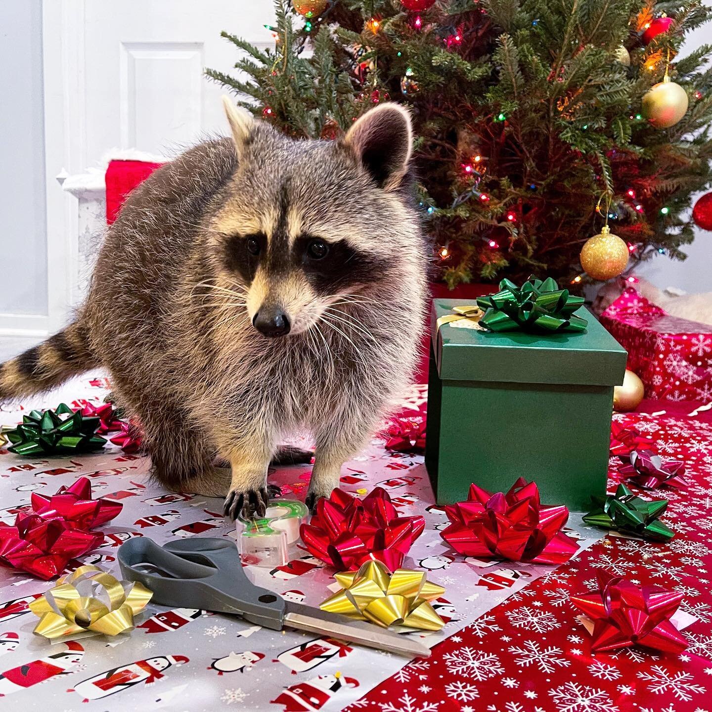 Can someone come help me wrap Piper&rsquo;s gift? I don&rsquo;t have thumbs🎄🎁 - Cheeto🦝

&bull;
&bull;
&bull;
&bull;
&bull;
#raccoon #raccoons #raccoonlife #raccooncafe #raccoonsofinstagram #raccoonbaby #babyraccoon #rocketraccoon #petraccoon #rac