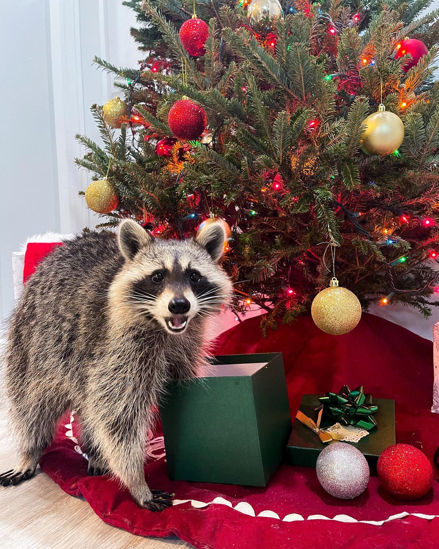 Nobody tell Santa I opened a gift early 🤫🦝🎁🎄

&bull;
&bull;
&bull;
&bull;
&bull;
#raccoon #raccoons #raccoonlife #raccooncafe #raccoonsofinstagram #raccoonbaby #babyraccoon #rocketraccoon #petraccoon #raccoonofinstagram #titotheraccoon #mapache #