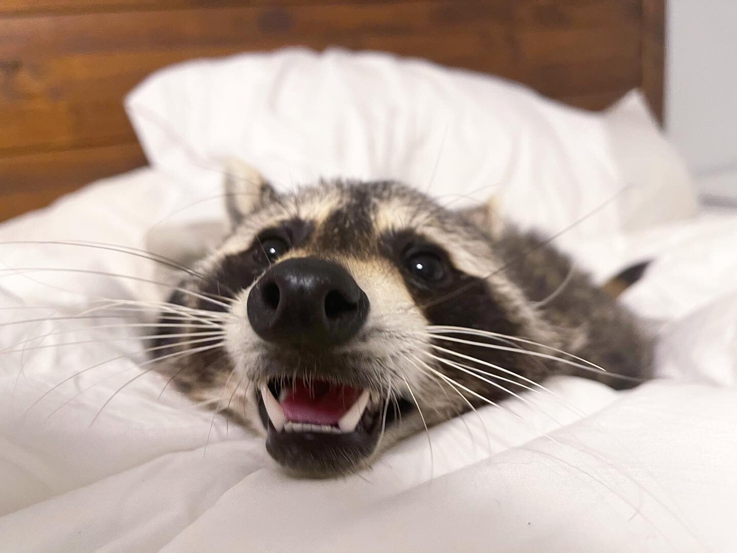 Cheeto is doing his best to stay up for the new year! 🦝⛅️💥 good thing he is nocturnal! What time do you stay up till? 

&bull;
&bull;
&bull;
&bull;
&bull;
#raccoon #raccoons #raccoonlife #raccooncafe #raccoonsofinstagram #raccoonbaby #babyraccoon #