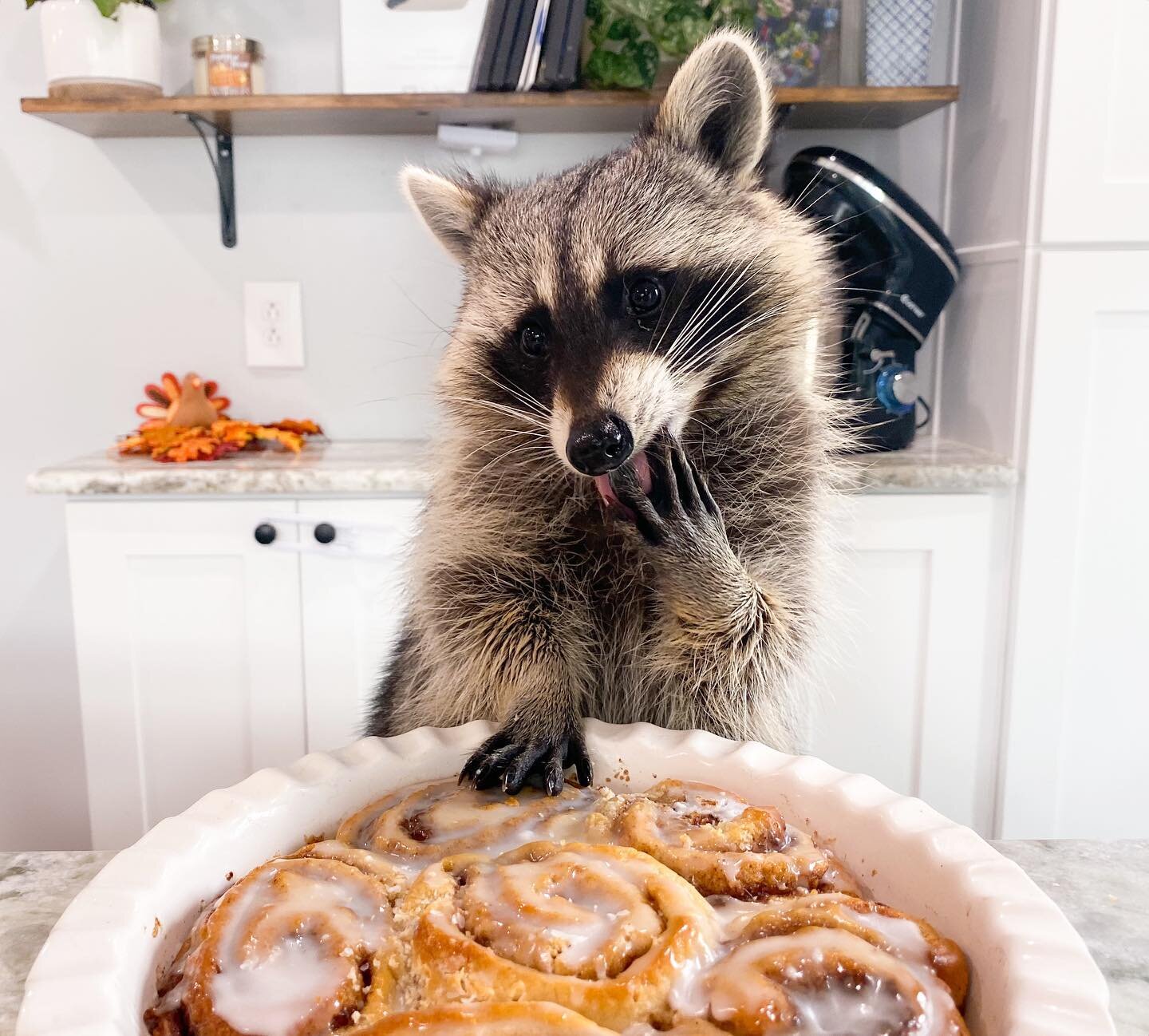 It&rsquo;s a messy bun kind of day. Cinnabon that is 🍮🦝

&bull;
&bull;
&bull;
&bull;
&bull;
#raccoon #raccoons #weeklyfluff #raccoonlife #9gag #raccooncafe #raccoonsofinstagram #raccoonbaby #babyraccoon #rocketraccoon #petraccoon #raccoonofinstagra